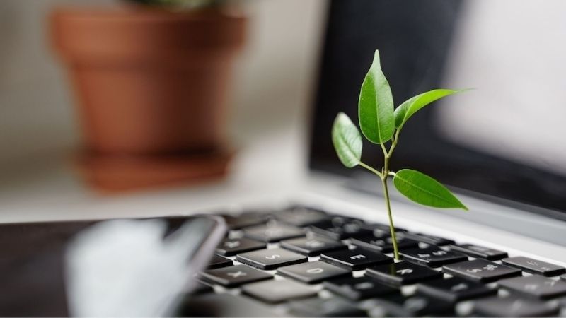 A small green plant growing between keys of a laptop keyboard